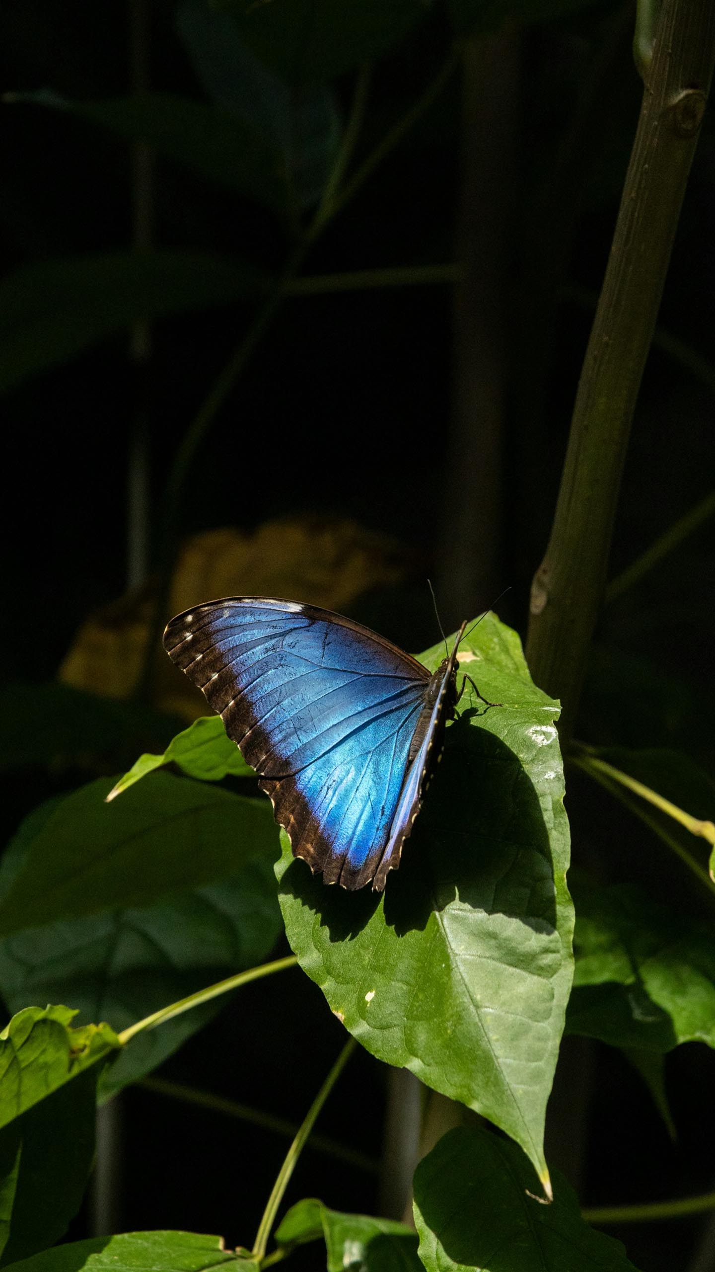 Leaf Dancer