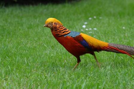 Golden Pheasant: A Bird Painted in Gold