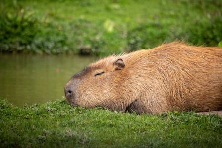 Capybaras: Get to know the world’s largest rodent