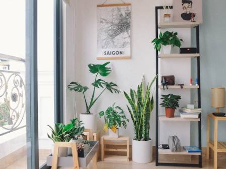 Caring for houseplants