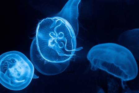 Understanding the Blue Jellyfish: A Guide to Its Anatomy and Life Cycle