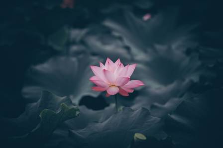 Five Potential Health Benefits of Lotus