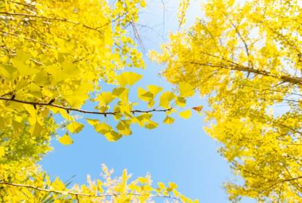 The Ginkgo Tree: History, Characteristics, and Autumn Splendor in Japan