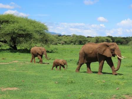 African Elephants: The Giants That Shape Africa’s Ecosystems