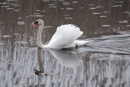 The Most Majestic Mute Swans: A Closer Look