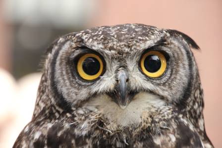 Owl Eyes Unveiled: Nature’s Nocturnal Marvels