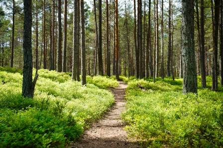 The Most Scenic Hiking Trails in Michigan