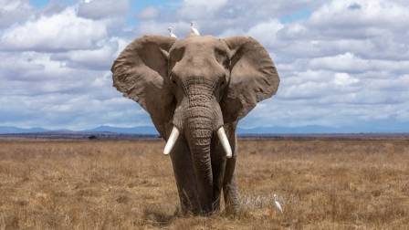 Commemorating World Elephant Day: 10 Prime Global Locations for Elephant Viewing