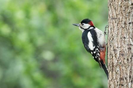 Fascinating Facts About Great Spotted Woodpeckers