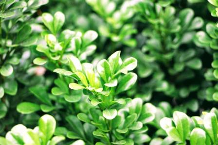 Round-Leaf Plants: Best Species & Care Guide