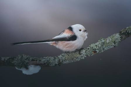 Long-tailed Tits: The Tiny Birds That Travel as a Family