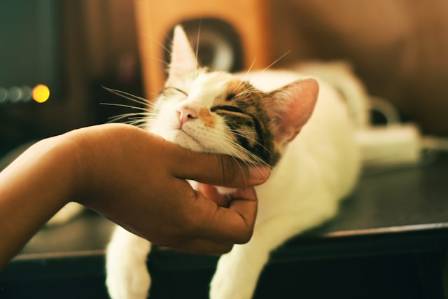 6 Health and Well-being Benefits of Cat Companionship