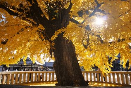 Ginkgo Tree Overview