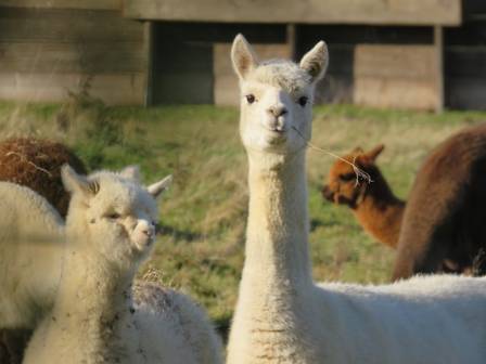 Alpacas Unveiled: Fascinating Facts About the Andean Treasurers