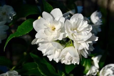 How to Care for a Jasmine Plant