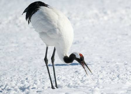 The God of the Marshes - The Red Crowned Crane