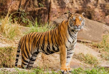 Essential Facts About Tigers: The World’s Largest Cats