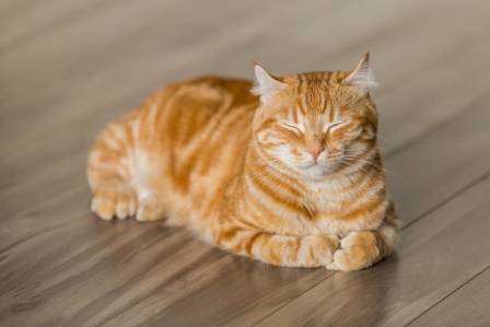 Why Cats Make Remarkable Companions