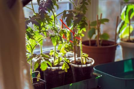 How Keeping Live Greenery Indoors Boosts Your Emotional Well Being