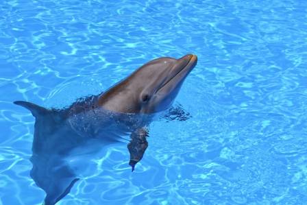 Whales: Ancient Sages of the Deep
