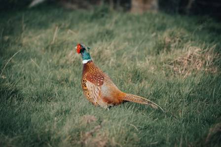 A Bird Worth Getting to Know