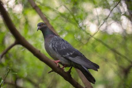 Pink-necked green pigeon