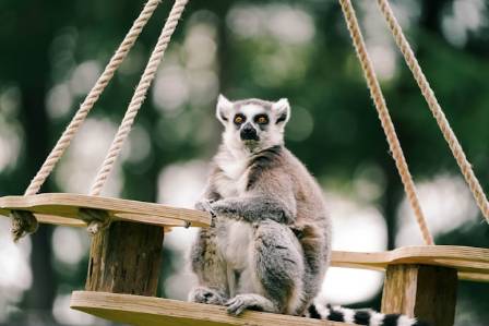 The Striped-Tailed Survivors with a Wild Side