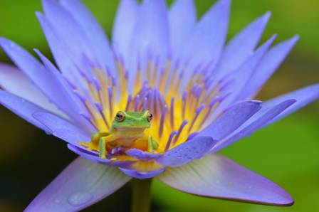 Tree Frogs: A Diverse Group of Climbing Amphibians