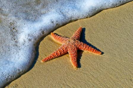 Amazing Starfish Facts