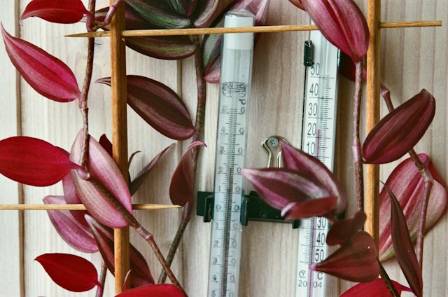 Wandering Dude: The Easy Houseplant That Keeps Growing