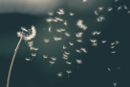 Dandelion Health Benefits: Nutrition, Antioxidants, and Anti-Inflammatory Properties